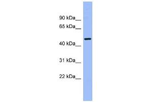 WB Suggested Anti-CAMK1G Antibody Titration: 0. (CAMK1G 抗体  (Middle Region))