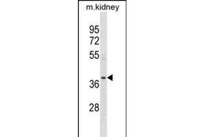 POC1A Antibody (N-term) (ABIN1539307 and ABIN2849965) western blot analysis in mouse kidney tissue lysates (35 μg/lane). (POC1A 抗体  (N-Term))