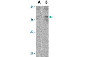 Western blot analysis of IL27 in EL4 lysate with IL27 polyclonal antibody  at (A) 2 and (B) 4 ug/mL . (IL-27 抗体  (N-Term))