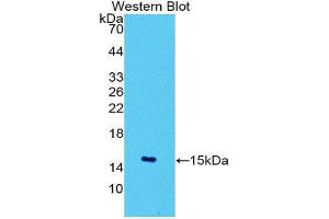 Western Blotting (WB) image for anti-Solute Carrier Family 2 (Facilitated Glucose Transporter), Member 1 (SLC2A1) (AA 251-329) antibody (Biotin) (ABIN1174324) (GLUT1 抗体  (AA 251-329) (Biotin))