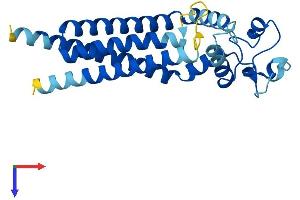 Tetraspanin 4 (TSPAN4) (AA 1-238) protein (His tag)