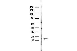 anti-MOB Kinase Activator 3B (MOB3B) (C-Term) antibody