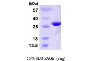 SDS-PAGE (SDS) image for phosphoglycerate Mutase 2 (Muscle) (PGAM2) (AA 1-253) protein (His tag) (ABIN667687) (PGAM2 Protein (AA 1-253) (His tag))