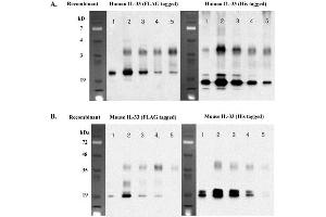 Immunoprecipitation of recombinant IL-33 proteins using anti-IL-33 (human), mAb (IL33026B) . (IL-33 抗体)