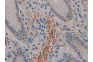 Detection of ENPEP in Human Stomach Tissue using Polyclonal Antibody to Aminopeptidase A (ENPEP)