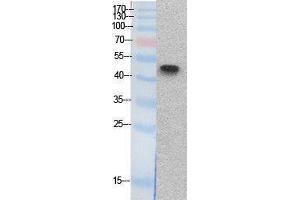 Western Blotting (WB) image for anti-Tumor Protein P53 (TP53) (Internal Region) antibody (ABIN3178522) (p53 抗体  (Internal Region))
