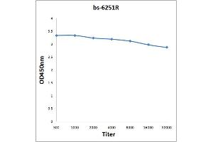 Antigen: 0. (NUAK1 抗体  (AA 451-550))