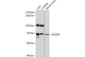 Western blot analysis of extracts of various cell lines, using SLC6 antibody (ABIN7270473) at 1:1000 dilution. (SLC6A8 抗体  (AA 539-635))