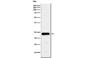 Western blot analysis of GST3 / GST pi expression in PC3 cell lysate.