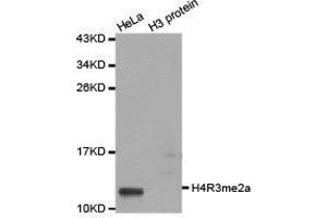 Western Blotting (WB) image for anti-Histone H4 (2meArg3) antibody (ABIN1872990) (Histone H4 抗体  (2meArg3))