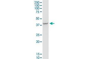 PDLIM4 MaxPab polyclonal antibody. (PDLIM4 抗体  (AA 1-246))
