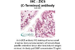 Image no. 3 for anti-Zinc Family Member 5 (ZIC5) (C-Term) antibody (ABIN1740919) (ZIC5 抗体  (C-Term))