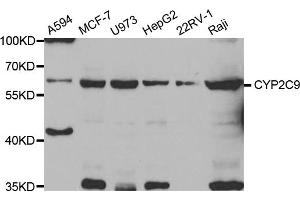 Western blot analysis of extracts of various cell lines, using CYP2C9 antibody (ABIN5973660) at 1/1000 dilution. (CYP2C9 抗体)