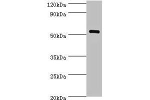 Western blot All lanes: MEF2C antibody at 1 μg/mL + Mouse skeletal muscle tissue Secondary Goat polyclonal to rabbit IgG at 1/10000 dilution Predicted band size: 52, 51, 48, 45, 53 kDa Observed band size: 52 kDa (MEF2C 抗体  (AA 170-380))