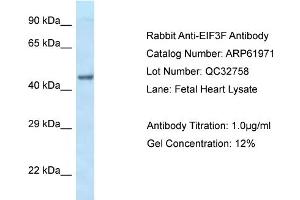 Western Blotting (WB) image for anti-Eukaryotic Translation Initiation Factor 3 Subunit F (EIF3F) (C-Term) antibody (ABIN786528) (EIF3F 抗体  (C-Term))