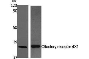 Western Blot (WB) analysis of specific cells using Olfactory receptor 4X1 Polyclonal Antibody. (OR4X1 抗体  (C-Term))