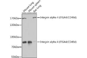 Western blot analysis of extracts of various cell lines, using Integrin alpha 4 (ITG/CD49d) antibody (ABIN3021105, ABIN3021106, ABIN3021107 and ABIN6213953) at 1:1000 dilution. (ITGA4 抗体  (C-Term))