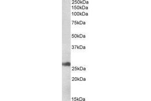 Western Blotting (WB) image for anti-Microvascular Endothelial Differentiation Gene 1 Protein (DNAJB9) (Internal Region) antibody (ABIN2464482) (DNAJB9 抗体  (Internal Region))