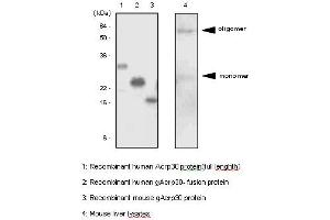 Western Blotting (WB) image for anti-Adiponectin (ADIPOQ) antibody (ABIN361007) (ADIPOQ 抗体)