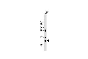 Anti-TrX Antibody (M1) at 1:1000 dilution + Hela whole cell lysate Lysates/proteins at 20 μg per lane. (TXN 抗体  (N-Term))