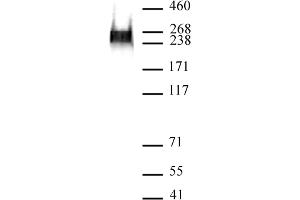 RNA pol II phospho Ser7 antibody (mAb) (Clone 3D4A12) tested by Western blot. (Rpb1 CTD 抗体  (pSer7))