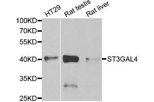 Western Blotting (WB) image for anti-ST3 beta-Galactoside alpha-2,3-Sialyltransferase 4 (ST3GAL4) antibody (ABIN1980325) (ST3GAL4 抗体)