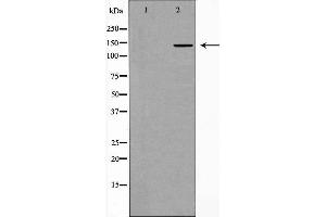 Western blot analysis of Collagen II expression in 3T3 cells. (COL2A1 抗体  (N-Term))