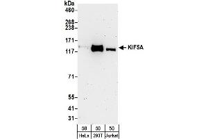 Western Blotting (WB) image for anti-Kinesin Family Member 5A (KIF5A) (AA 982-1032) antibody (ABIN7450394)