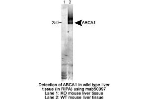 Image no. 1 for anti-ATP-Binding Cassette, Sub-Family A (ABC1), Member 1 (ABCA1) (Extracellular Loop), (N-Term) antibody (ABIN363251)