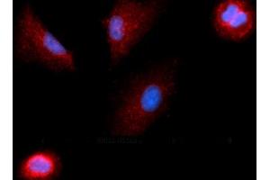 Immunofluorescence (IF) image for anti-Colony Stimulating Factor 1 (Macrophage) (CSF1) (AA 33-190) antibody (APC) (ABIN5568658) (M-CSF/CSF1 抗体  (AA 33-190) (APC))