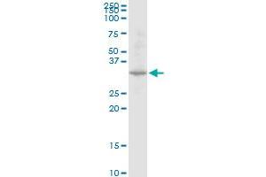 DECR2 MaxPab polyclonal antibody. (DECR2 抗体  (AA 1-292))