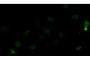 Anti-LGR5 mouse monoclonal antibody (ABIN2454609) immunofluorescent staining of COS7 cells transiently transfected by pCMV6-ENTRY LGR5 (RC212825). (LGR5 抗体  (AA 250-550))