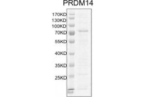 Recombinant PRDM14 protein gel.