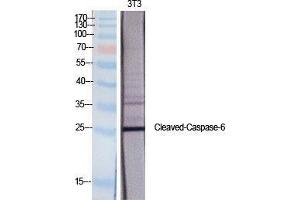 Western Blotting (WB) image for anti-Caspase 6 p18 (Asp162), (cleaved) antibody (ABIN3181763) (Caspase 6 p18 (Asp162), (cleaved) 抗体)