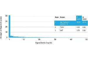 Analysis of Protein Array containing more than 19,000 full-length human proteins using CDH16-Monospecific Mouse Monoclonal Antibody (CDH16/2125). (Cadherin-16 抗体  (AA 371-507))