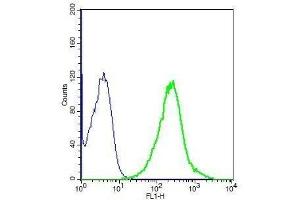 Human A549 cell lysates probed with Rabbit Anti-CX3CL1 Polyclonal Antibody, Unconjugated . (CX3CL1 抗体  (AA 301-397))