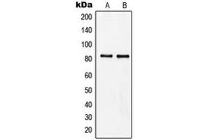 Western blot analysis of MZF1 expression in Raji (A), HeLa (B) whole cell lysates. (MZF1 抗体  (N-Term))