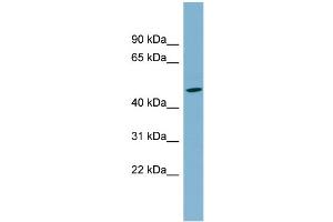 Western Blotting (WB) image for anti-Solute Carrier Family 25 (Mitochondrial Carrier, Phosphate Carrier), Member 24 (SLC25A24) (N-Term) antibody (ABIN2781755)