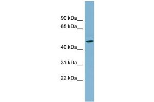 WB Suggested Anti-SLC25A24 Antibody Titration:  0. (SLC25A24 抗体  (N-Term))