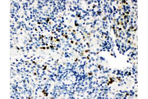 Anti-Myeloperoxidase Picoband antibody,  IHC(P): Mouse Spleen Tissue (Myeloperoxidase 抗体  (AA 406-745))