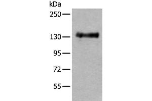Western Blotting (WB) image for anti-Protein tyrosine Phosphatase, Receptor Type, A (PTPRA) antibody (ABIN7251922)
