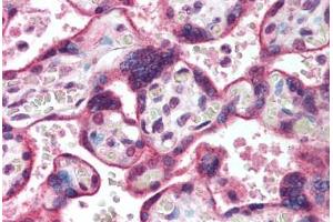 Human Placenta (formalin-fixed, paraffin-embedded) stained with HDAC3 antibody ABIN291844 at 10 ug/ml followed by biotinylated goat anti-rabbit IgG secondary antibody ABIN481713, alkaline phosphatase-streptavidin and chromogen. (HDAC3 抗体  (AA 2-17))