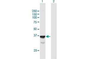 Western Blot analysis of SLC25A3 expression in transfected 293T cell line by SLC25A3 MaxPab polyclonal antibody. (SLC25A3 抗体  (AA 1-361))