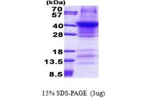 SDS-PAGE (SDS) image for Renin (REN) (AA 67-406) protein (His tag) (ABIN5853052) (Renin Protein (REN) (AA 67-406) (His tag))