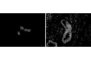 Chd5 antibody (mAb) (Clone 5A10) tested by immunofluorescence. (CHD5 抗体  (C-Term))