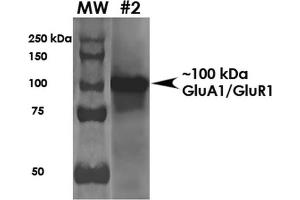 Western Blot analysis of Rat Brain Membrane showing detection of ~100 kDa GluA1-GluR1 protein using Mouse Anti-GluA1-GluR1 Monoclonal Antibody, Clone S355-1 . (Glutamate Receptor 1 抗体  (AA 1-389) (HRP))