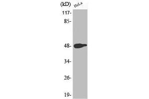 Western Blotting (WB) image for anti-Jun Proto-Oncogene (JUN) (pThr239) antibody (ABIN7180425)