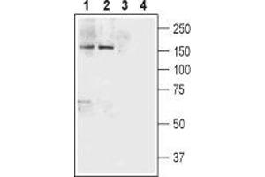 Western blot analysis of rat brain (lanes 1 and 3) and mouse brain (lanes 2 and 4) lysates: - 1,2. (Neurexin 1 抗体  (Extracellular, N-Term))