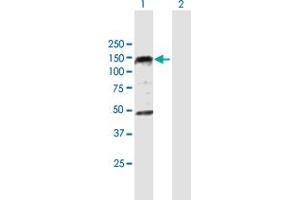 Western Blot analysis of PHC1 expression in transfected 293T cell line by PHC1 MaxPab polyclonal antibody. (PHC1 抗体  (AA 1-957))