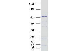 Western Blotting (WB) image for Ribophorin 1 (RPN1) protein (Myc-DYKDDDDK Tag) (ABIN2730914)